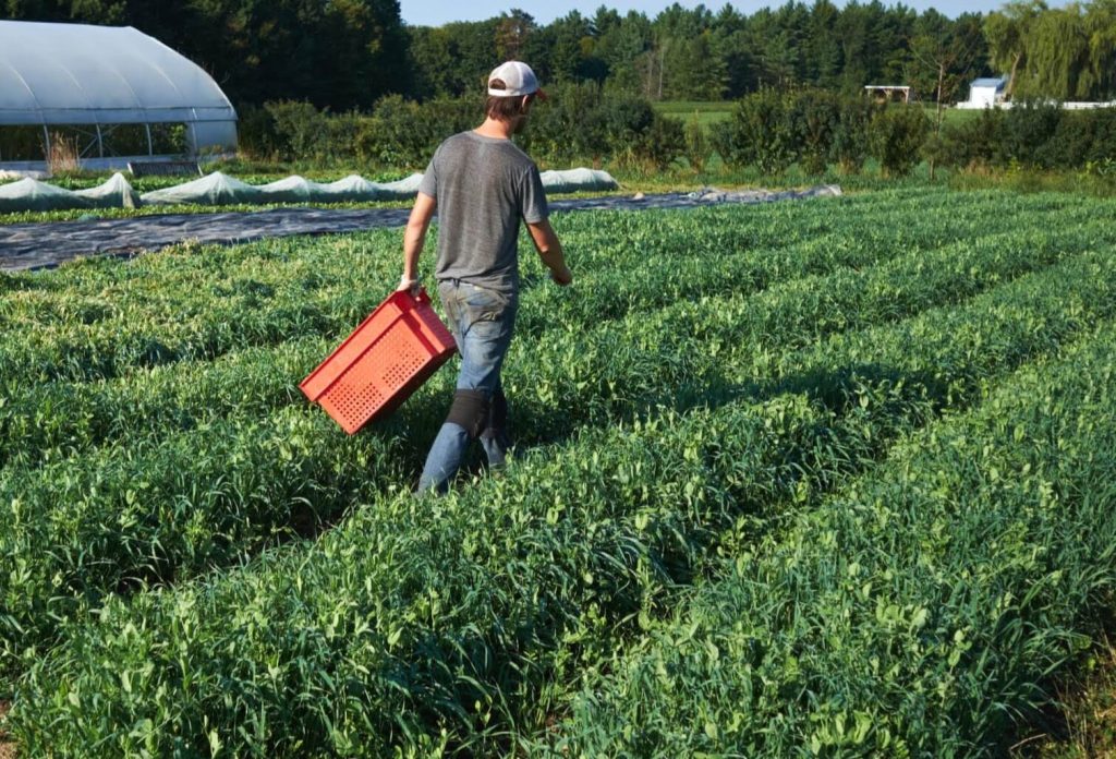 Harvesting Bins