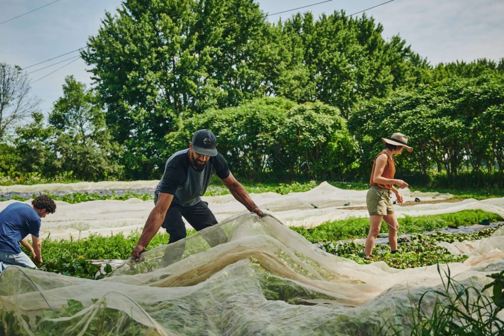 Insect Net and Floating Cover for small scale farming 