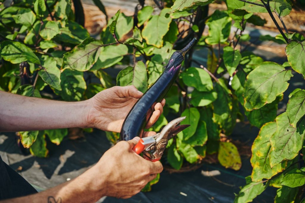 Farm tools Pruning Shears