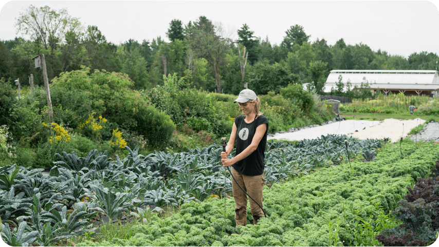 organic farming for beginners