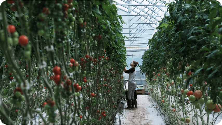 Greenhouse Farming | Online Course|Market Gardener Institute