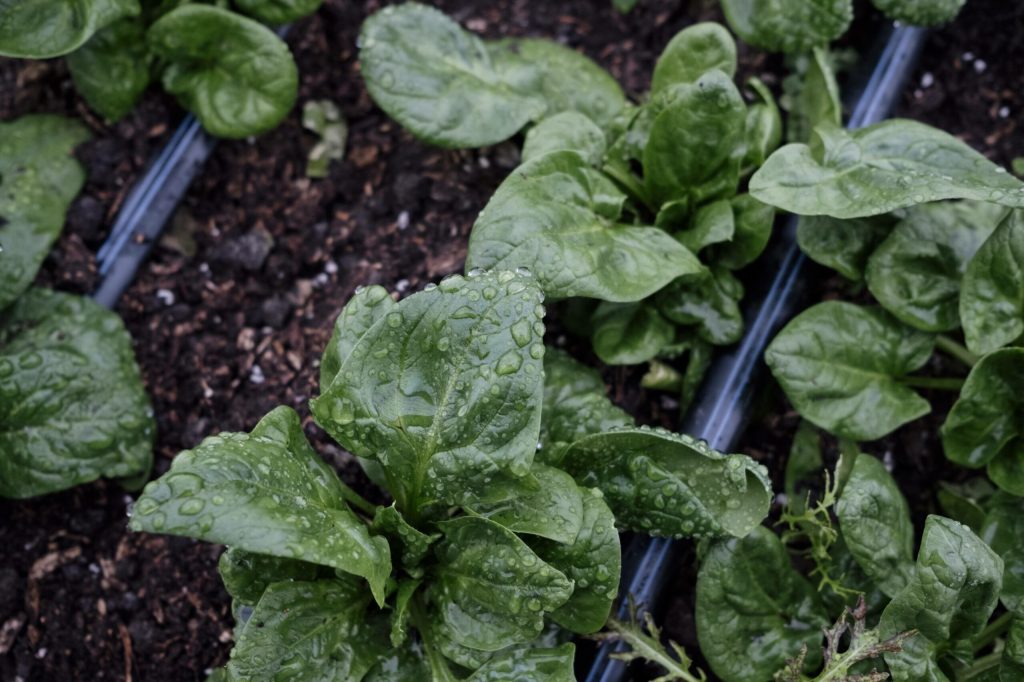 greenhouse irrigation