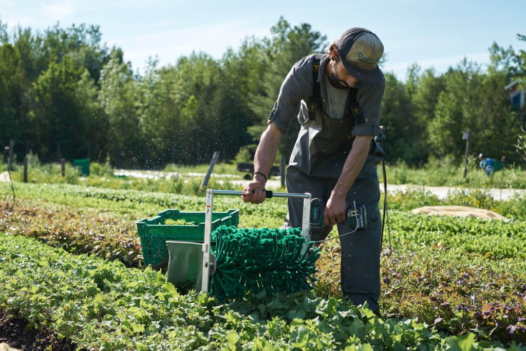 Quick Cut Harvester for baby greens