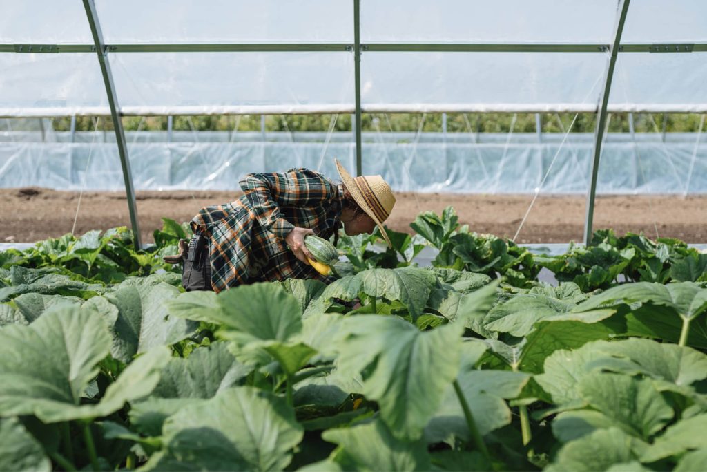 buying a greenhouse