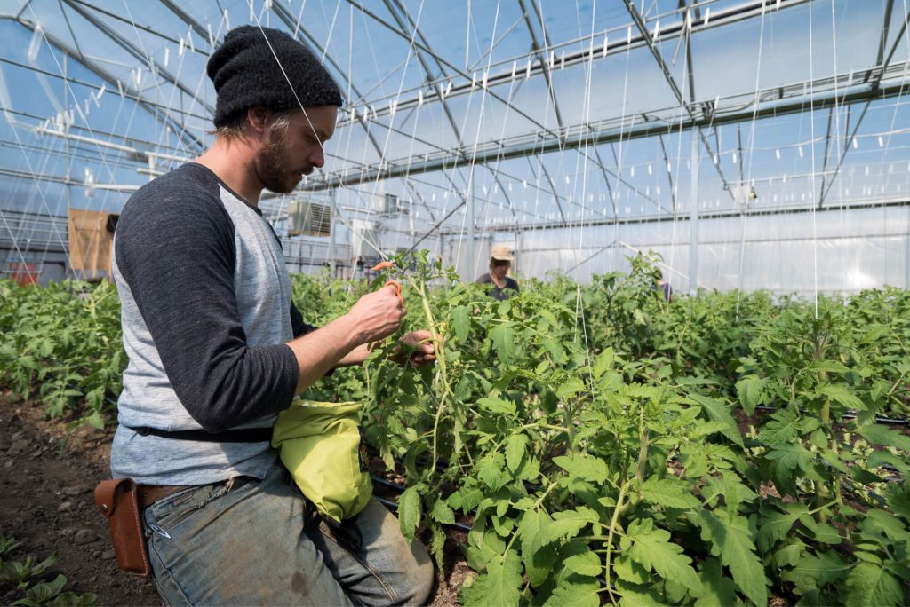 most efficient way to heat a greenhouse