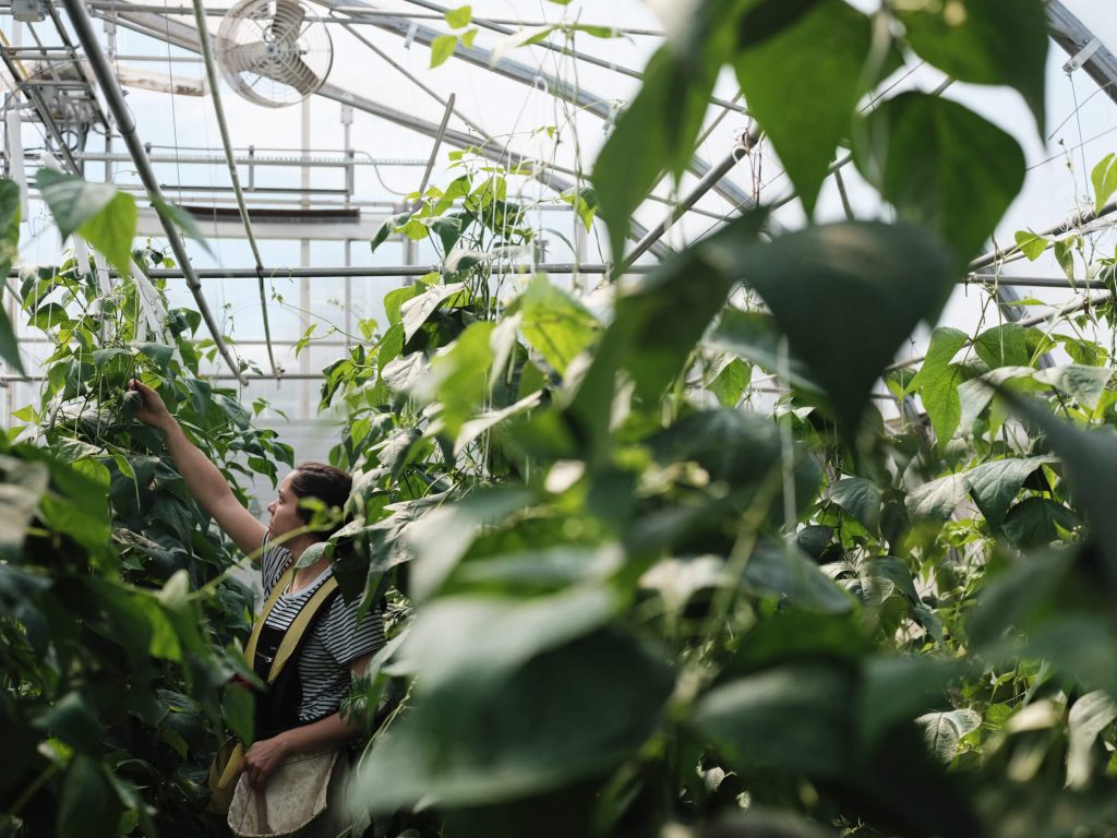 Working in a greenhouse