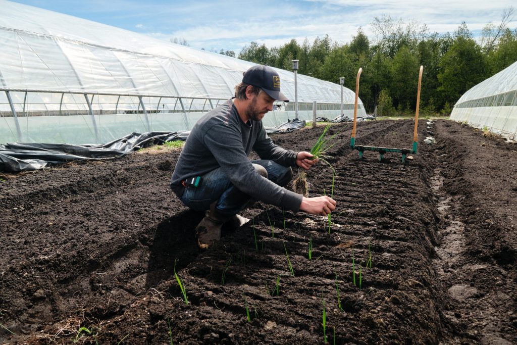 JM Fortier transplanting leeks