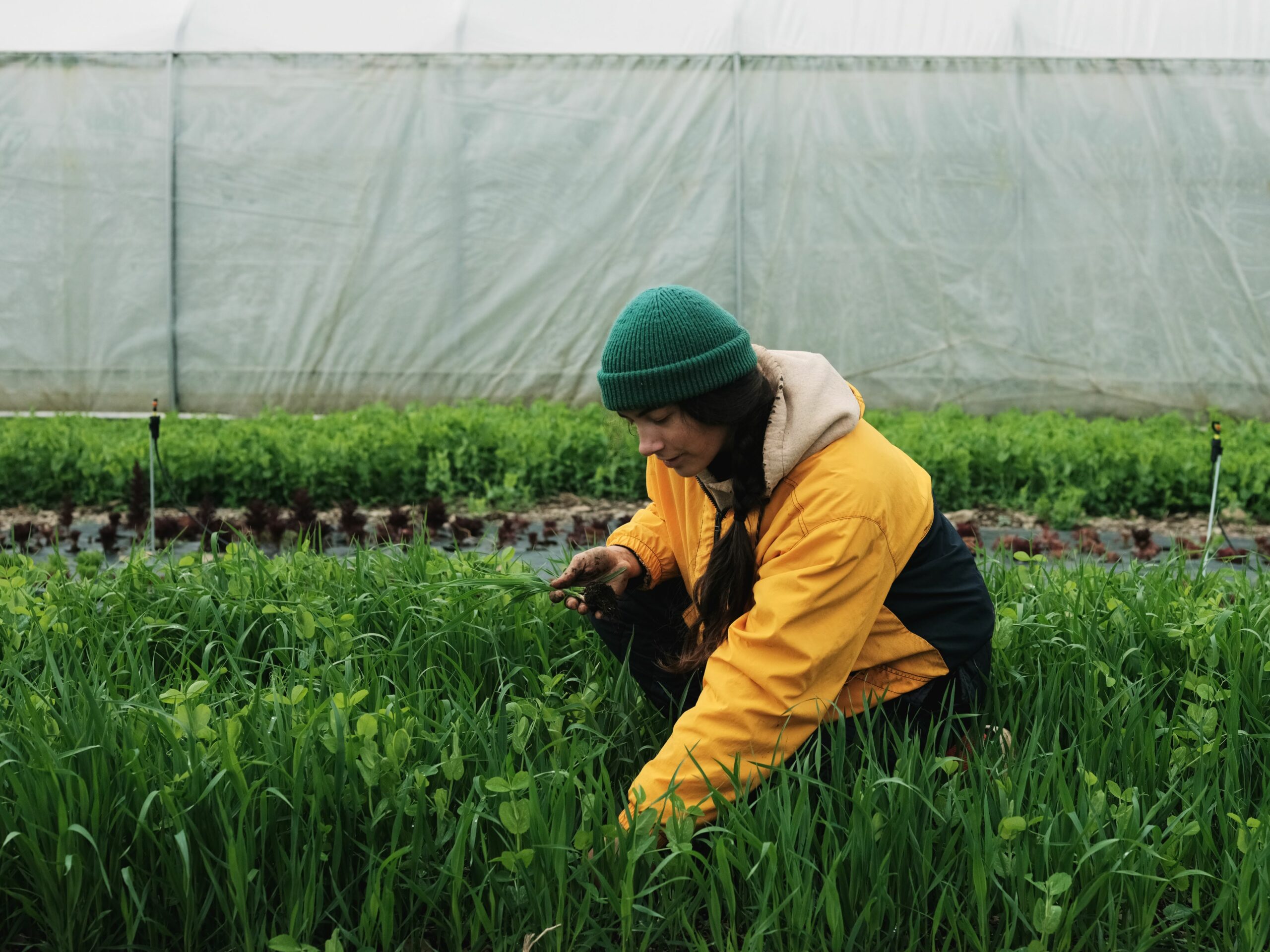 Cover Crops and its Importance in Market Gardening