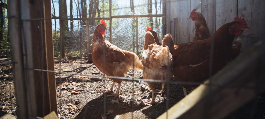 Produce eggs on a small-scale farm