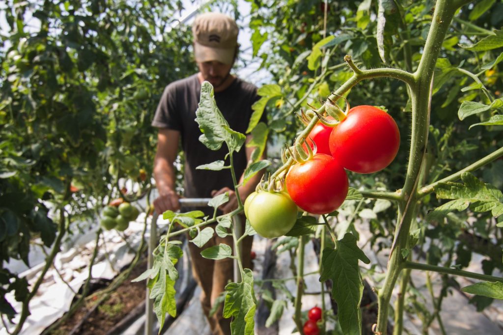 greenhouse-tomatoes-biointensive