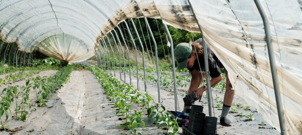 Caterpillar Tunnel for Crop Protection