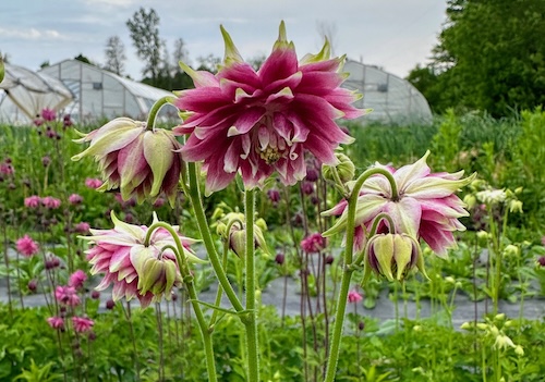 growing columbine