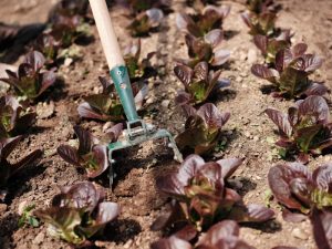 stirrup hoe tool for gardeners
