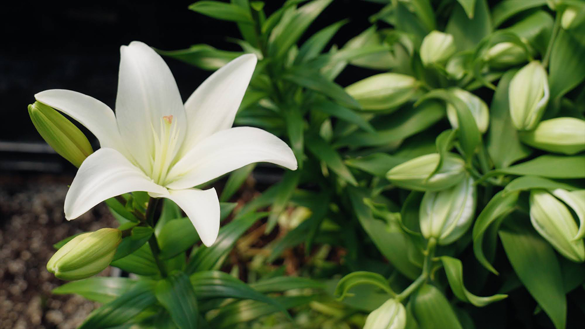 Lily - growing cut flower - the flower farm online course