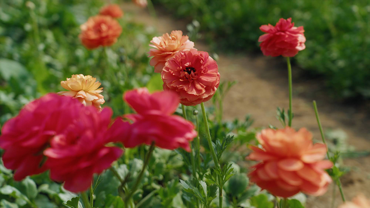 Ranunculus and Anemone - growing cut flower - the flower farm online course