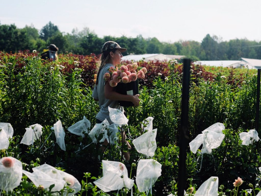 How to start a cut flower farm