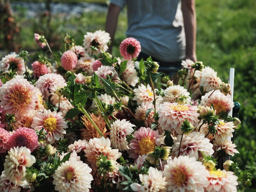 Main flower categories