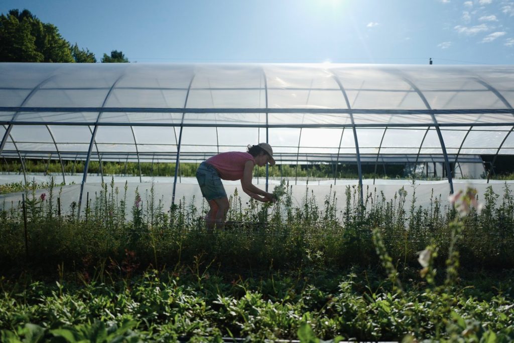 start a flower farm