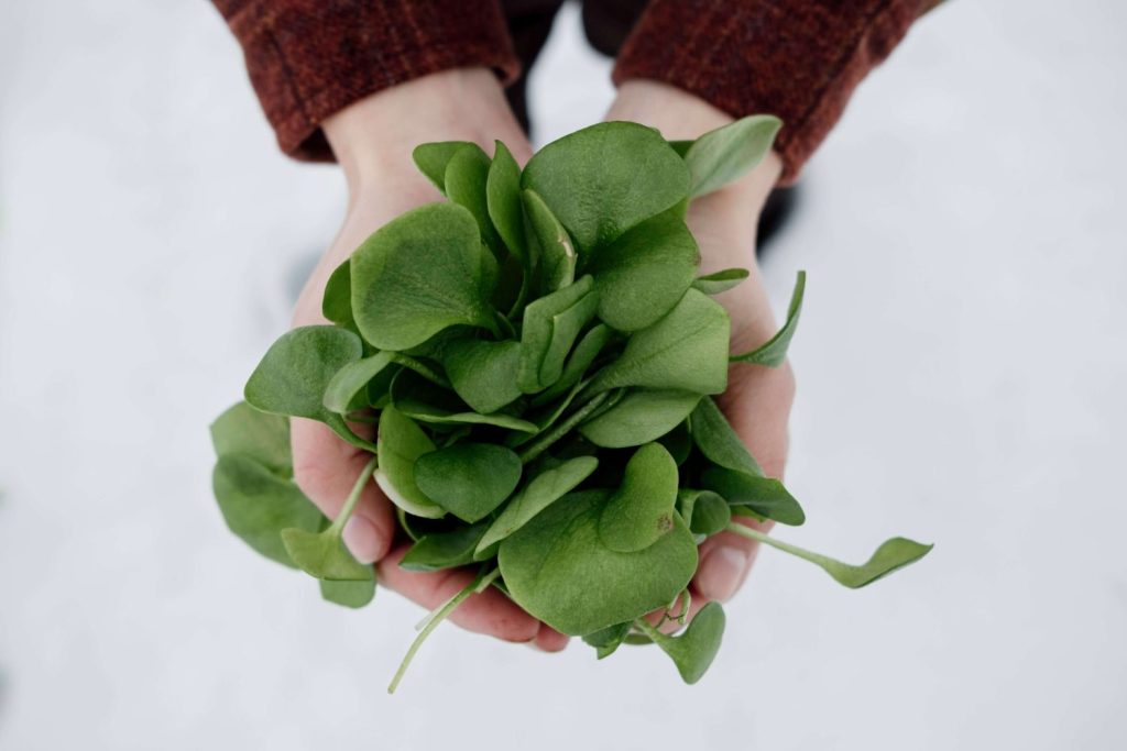 claytonia greens to grow in winter