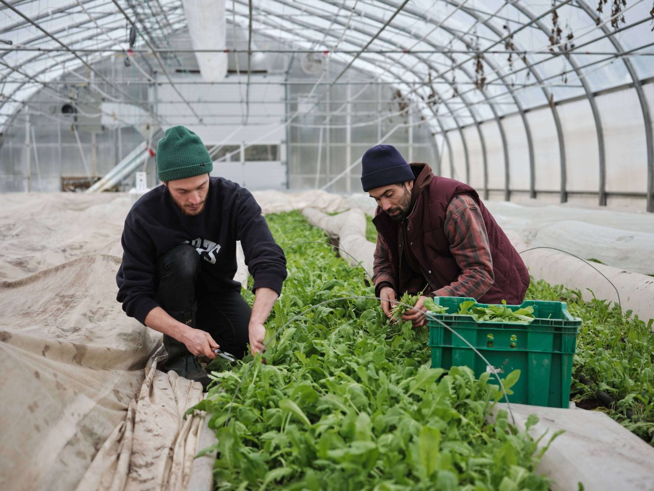 Greens and lettuce That Can Be Grown in Winter in a Greenhouse