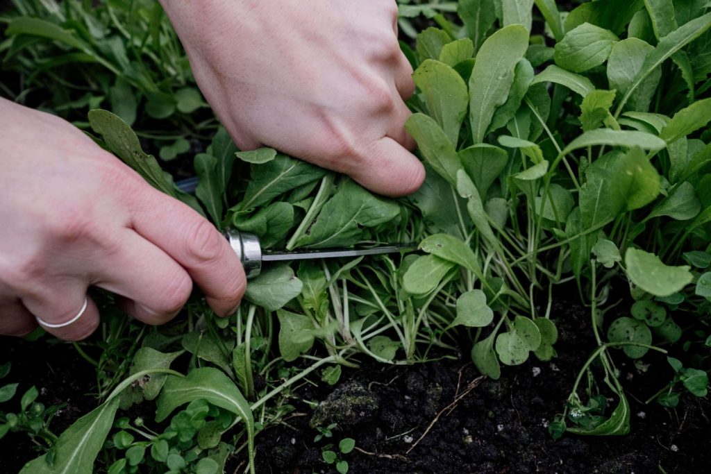 Aragula greens to grow all winter in a greenhouse