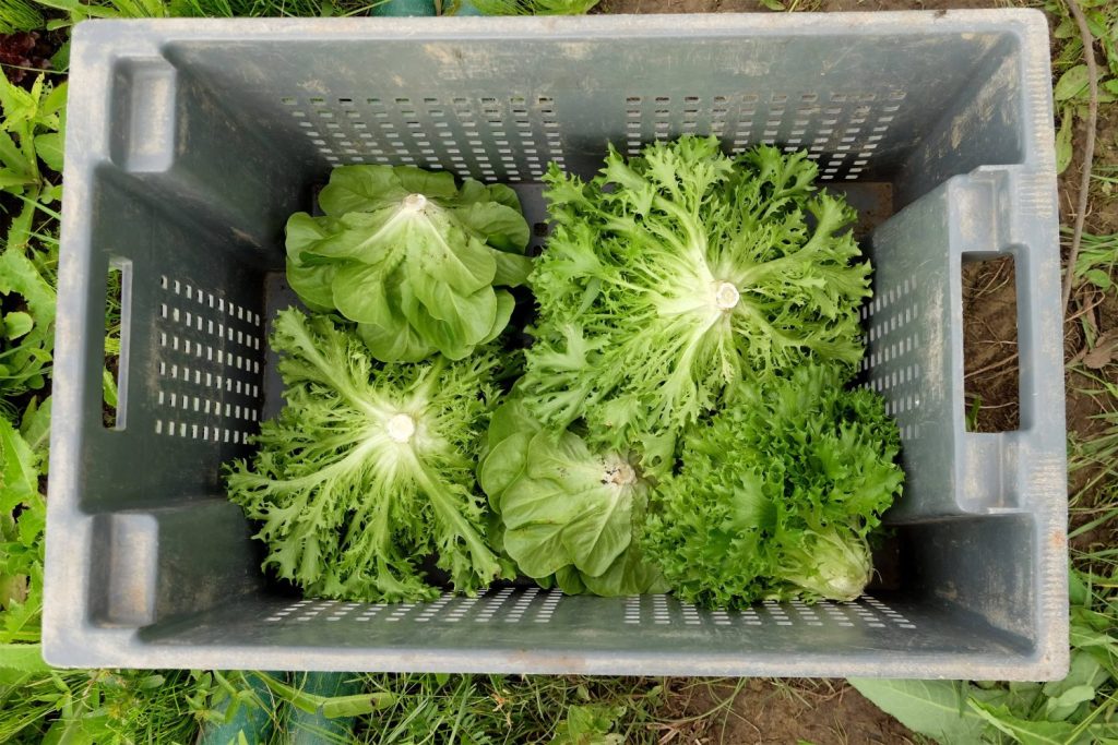 lettuce that can be grown in winter in greenhouse