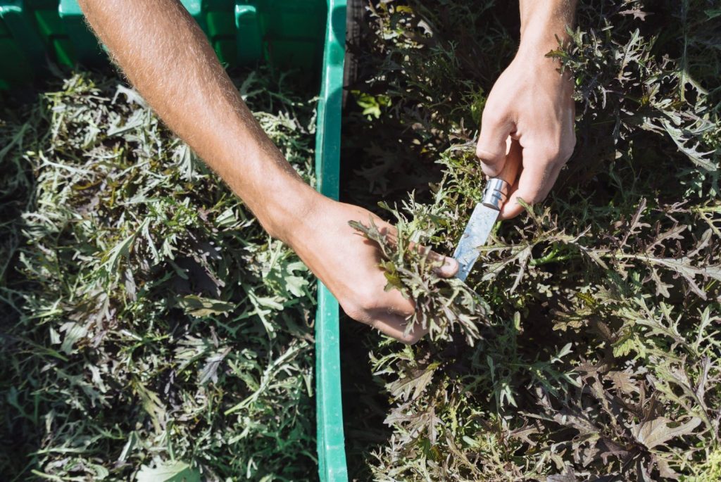 Mustard greens to grow all winter in greenhouse