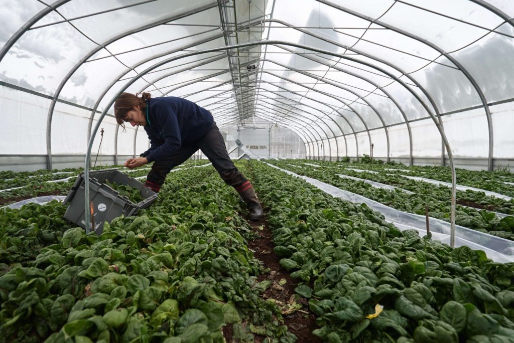 spinach is a green to grow all winter in a greenhouse