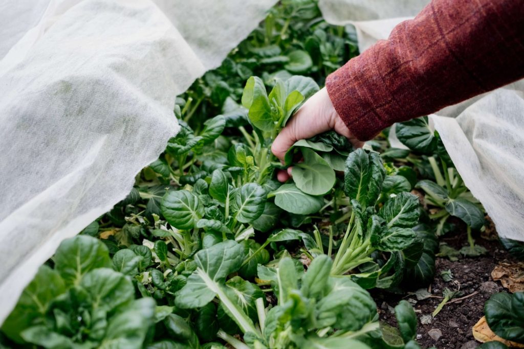 Tatsoi types of greens to grow