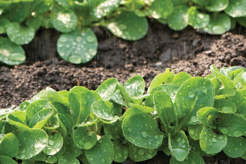 VIT Mâche corn salad can be grown in winter in a greenhouse