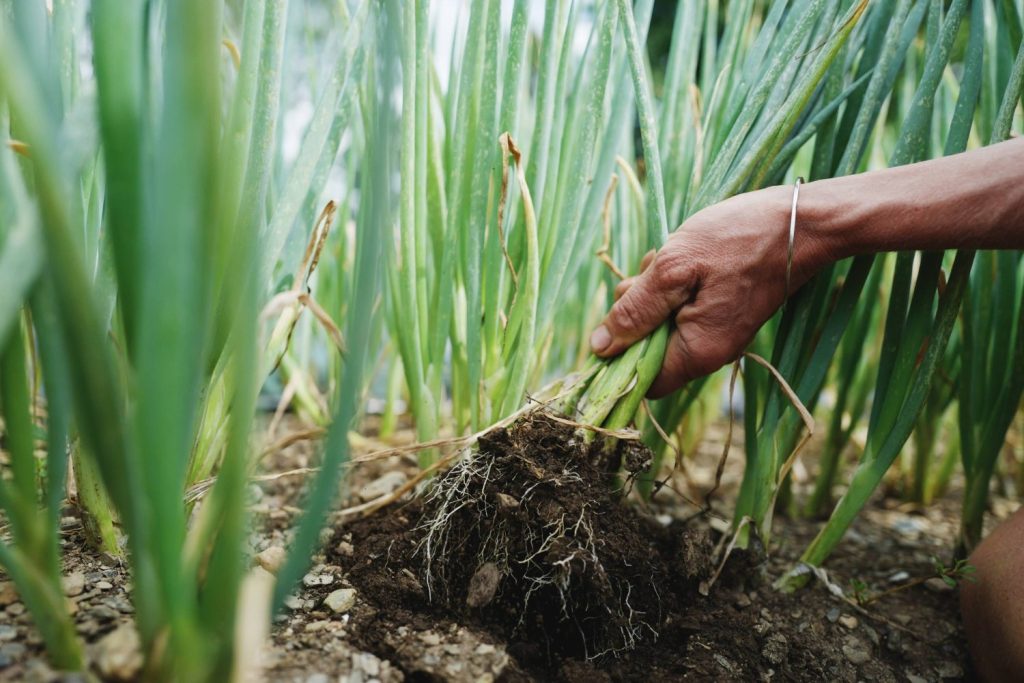 How To Fertilize Your Garden