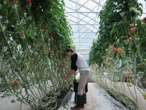 Market Gardener Greenhouse course online