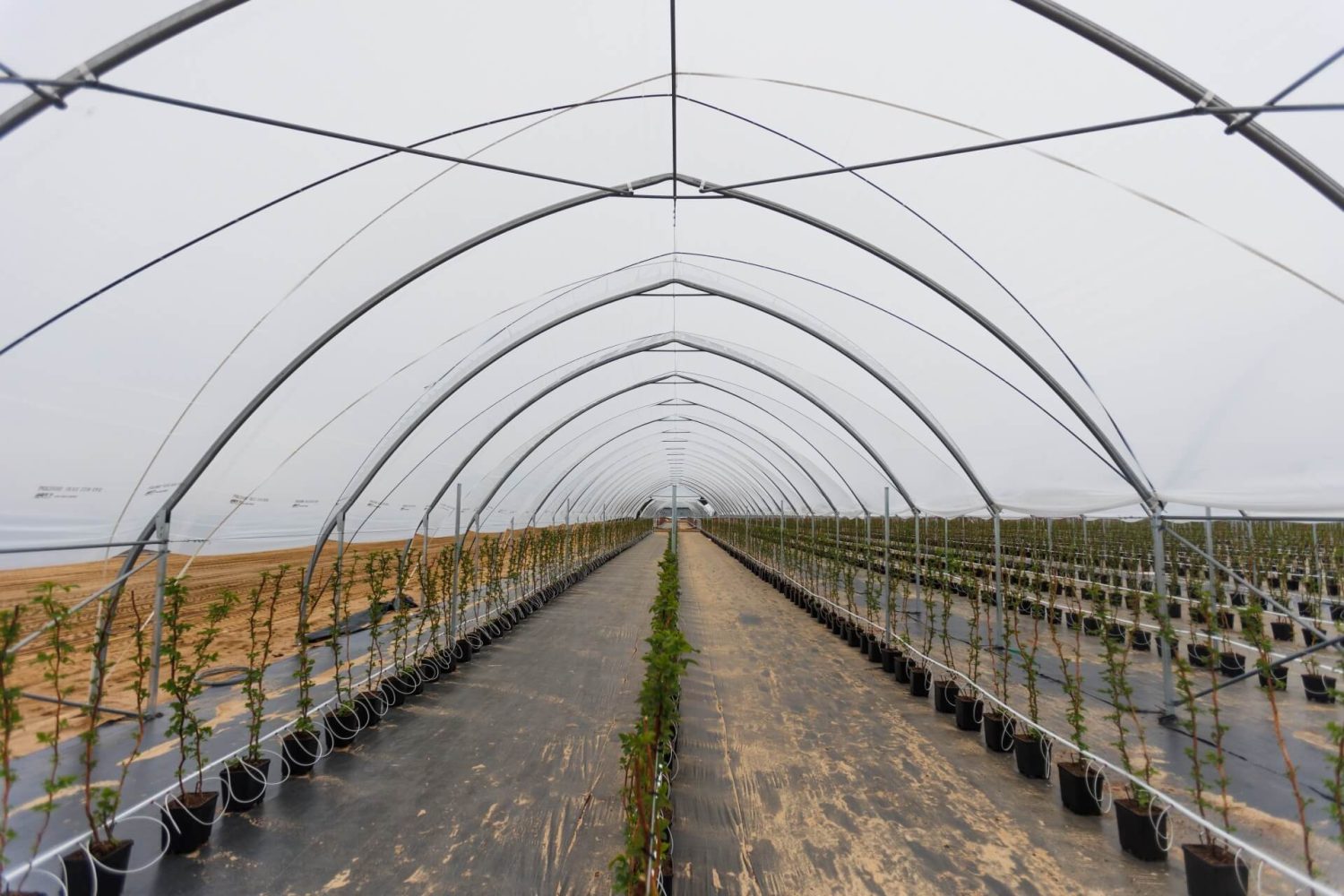 High Polytunnels