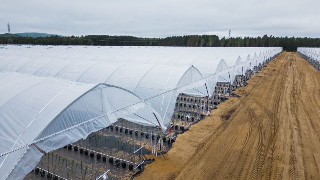 High Polytunnels