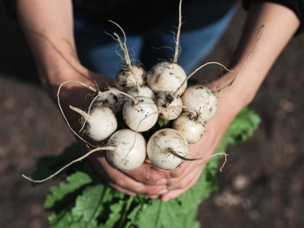 Hakurei Turnips