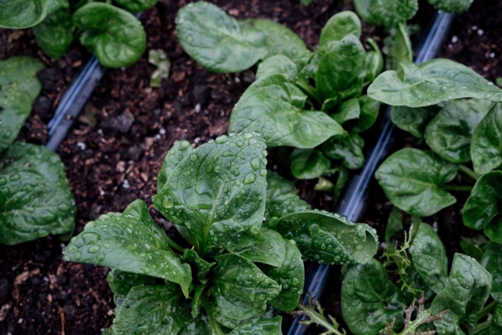 Most profitable crops for small farm spinach