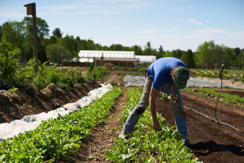 Most profitable crops in the market garden arugula