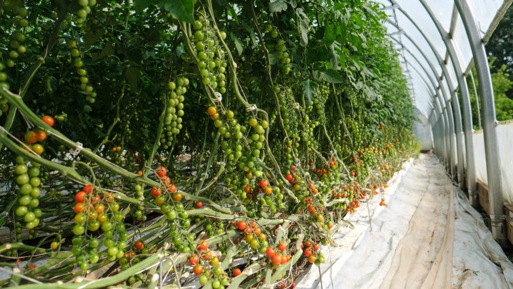 Most profitable crops for small farm Cherry Tomatoes