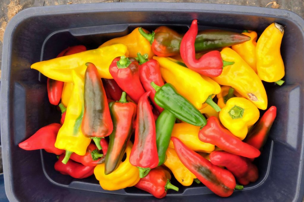 What Makes a Crop Profitable field peppers