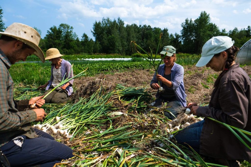 Most profitable crops for small farm Garlic
