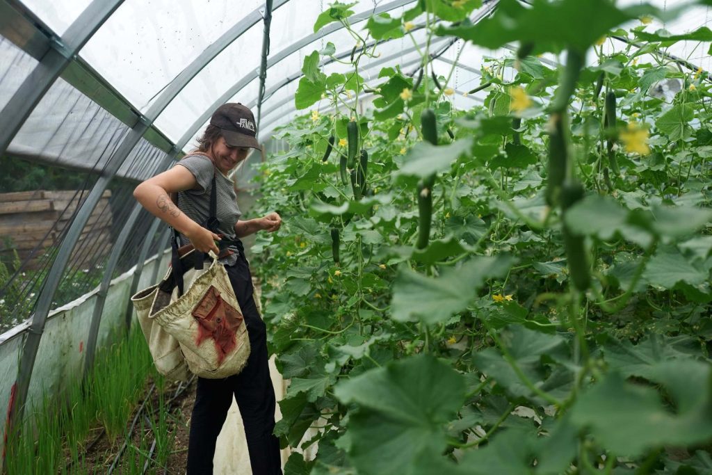 Most profitable crops for small farm greenhouse cucumbers
