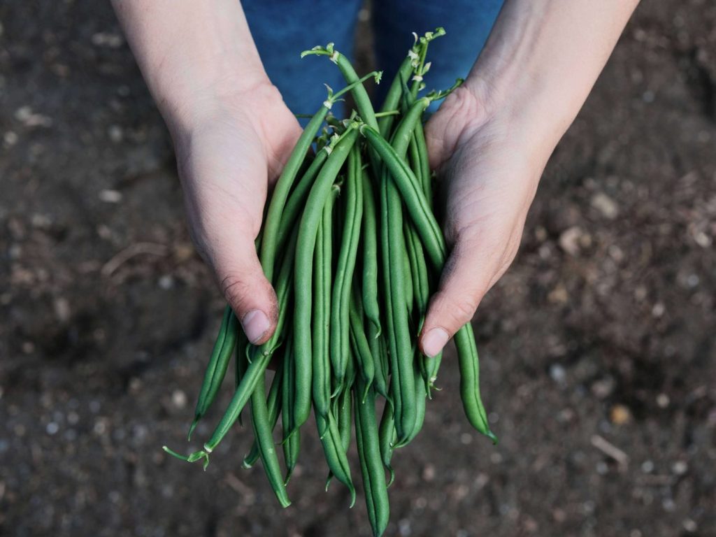 Most profitable crops for small farm greenhouse string beans