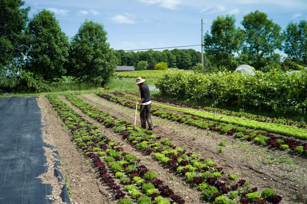 What Makes a Crop Profitable lettuce