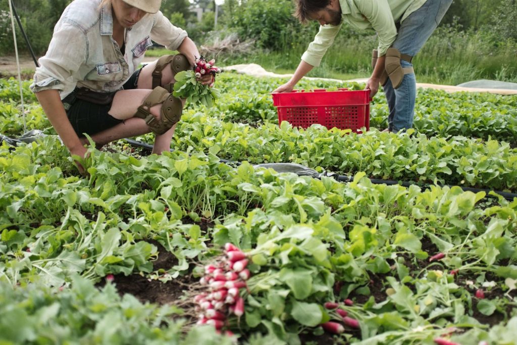 Most profitable crops in the market garden radishes
