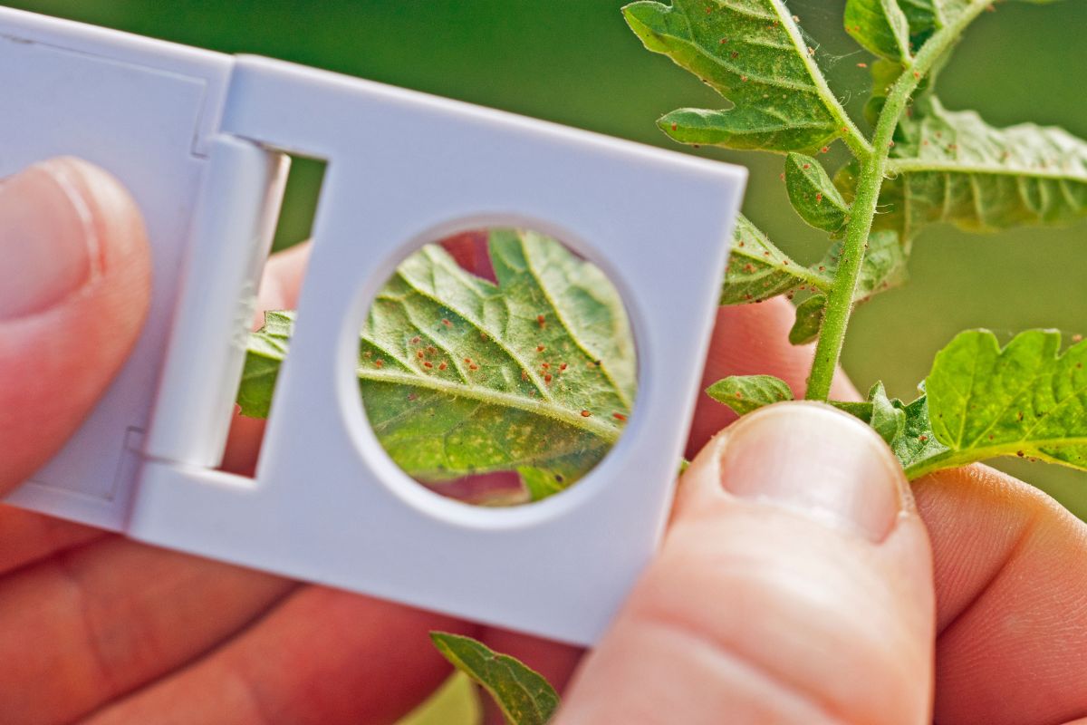 how do you correct spider mite in a greenhouse