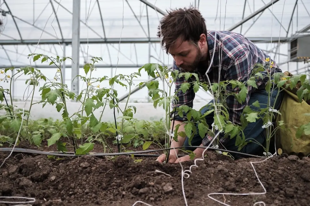 how to increase tomato yield