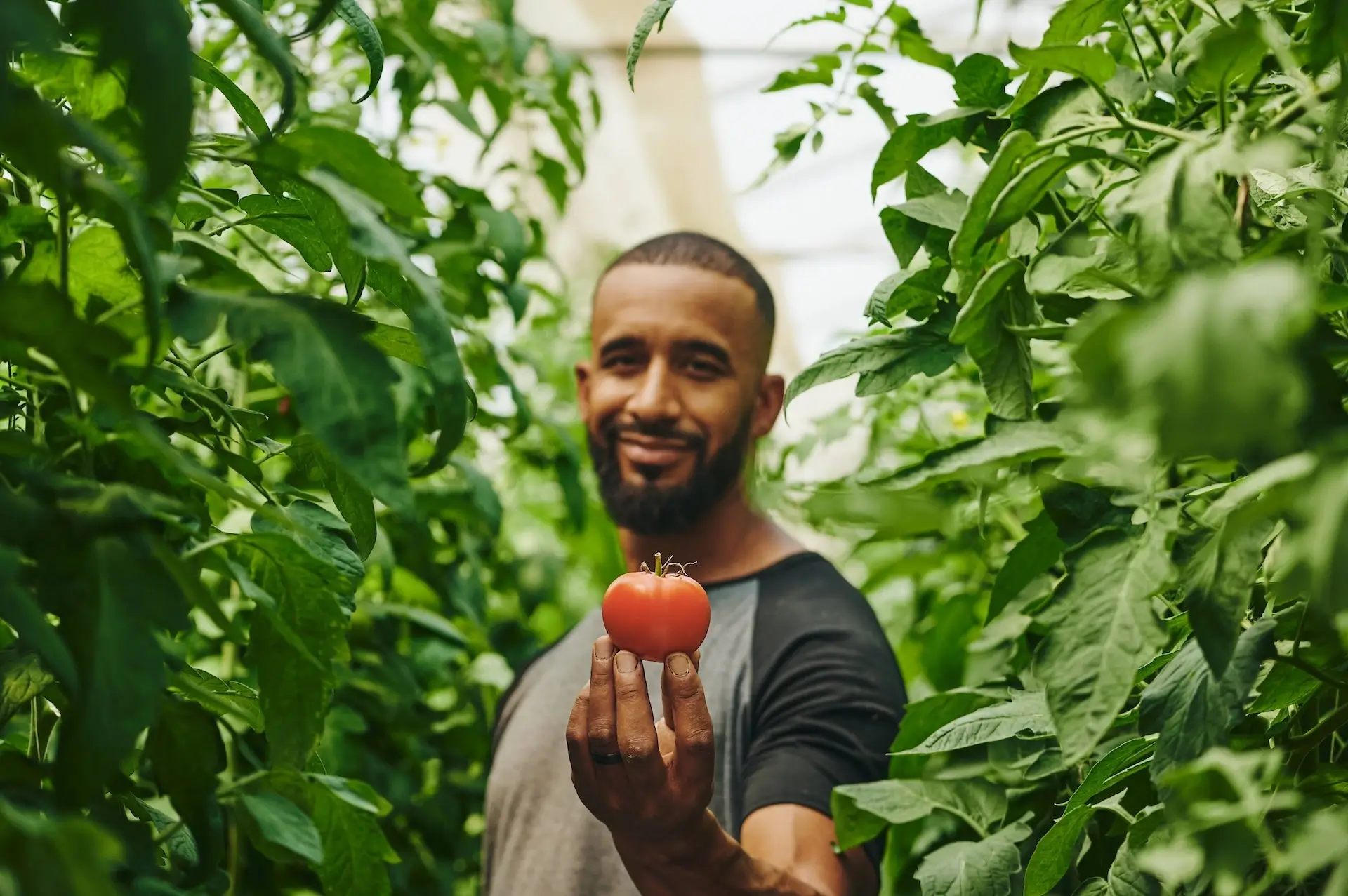 how to increase tomato yield