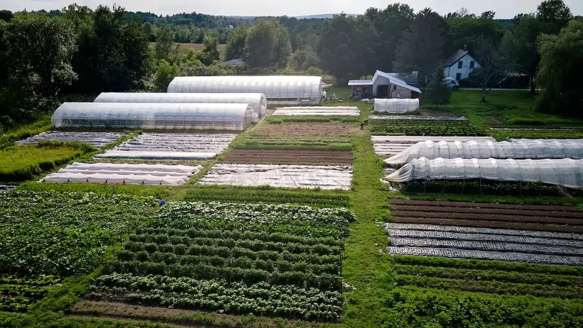 what is the best cover crop for a vegetable garden