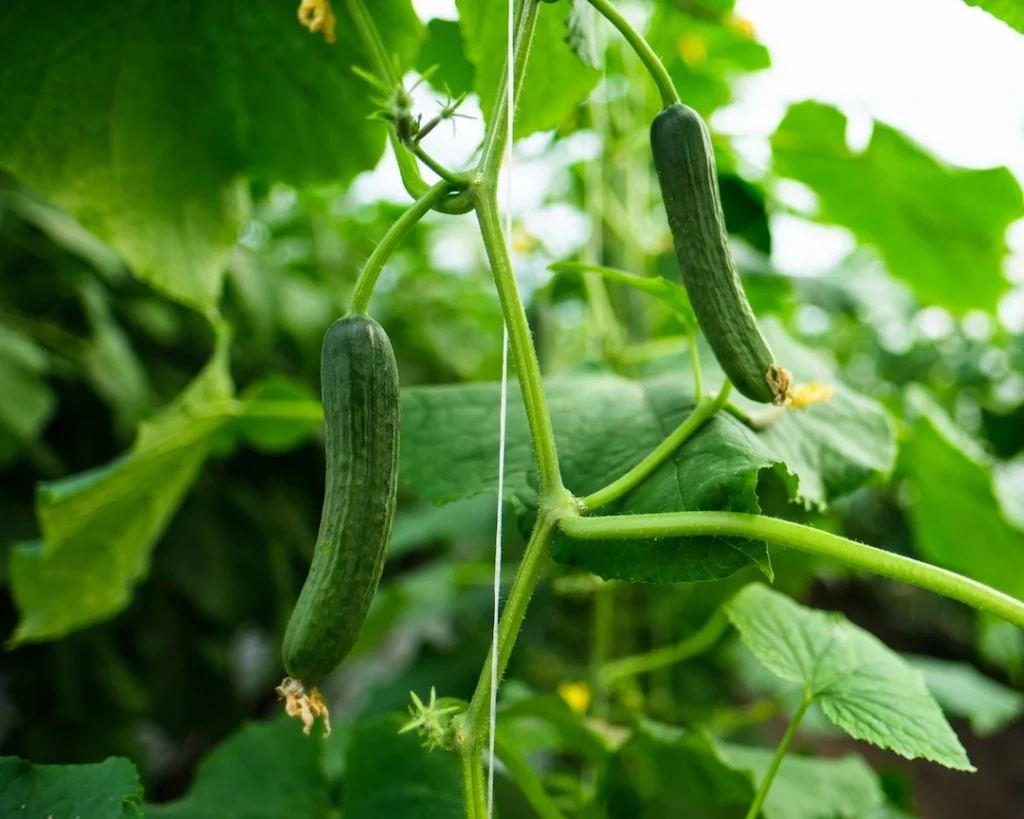 umbrella-trellising-of-the-greenhouse-cucumbers-cheat-sheet/