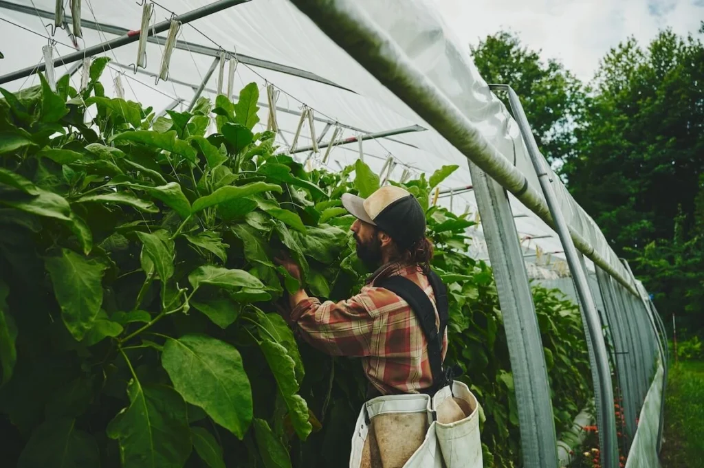 Grow eggplants in your greenhouse for more profit